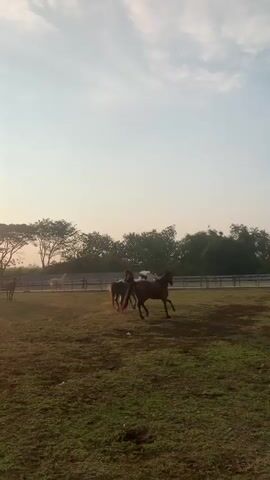 The video shows an open grassy field under a bright, partly cloudy sky. A dark fence line with dense green trees behind it extends horizontally across the mid-ground. Several horses are present in the field. Initially, a dark brown horse, a bay horse, and a white and brown pinto horse are visible, moving somewhat independently. A human figure is briefly discernible walking from left to right along the far background fence. As the video progresses, more horses, primarily bay and brown in color, enter the frame, bringing the total to approximately five to six horses. All horses are actively running and galloping across the field, with some appearing to chase or interact with each other. The white and brown pinto horse generally moves towards the right side of the frame, while other horses move more centrally or towards the left. The lighting is soft and natural.