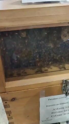 The video shows a close-up view of a beehive with a transparent front panel. A large number of bees are visible inside, clustered together and moving around. Some of the bees are on the honeycomb structures. There is a paper taped to the front of the wooden hive box with French text that appears to be a question about guessing the number of bees in the hive, offering multiple choice answers. The overall environment seems to be indoors, possibly at a market or exhibition, given the display nature of the beehive.