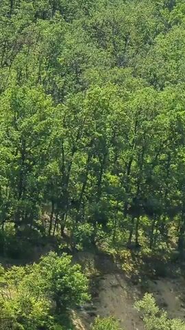 The camera captures a dense forest from an elevated position. The trees are lush with vibrant green foliage, creating a thick canopy. The terrain slopes downward, revealing the bare earth underneath.  The forest appears untouched and natural.