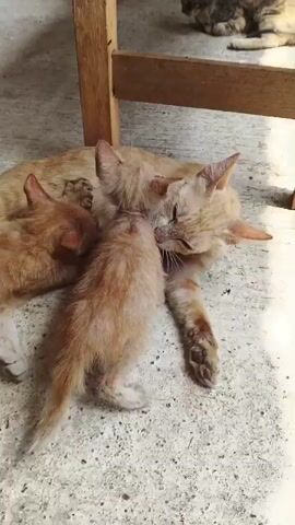 The video shows a mother cat lying on a concrete floor, possibly outdoors, under a wooden structure. Two orange kittens are nursing from her. The mother cat appears calm and relaxed. The background is out of focus but suggests an outdoor or semi-outdoor environment with some other cats visible in the distance.