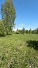 Spring wildflowers and blossoming trees documented in Russian meadow