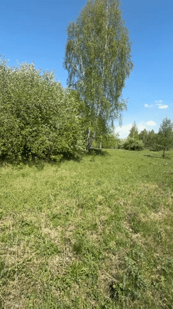 Spring wildflowers and blossoming trees documented in Russian meadow