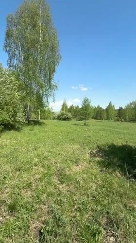 Spring wildflowers and blossoming trees documented in Russian meadow