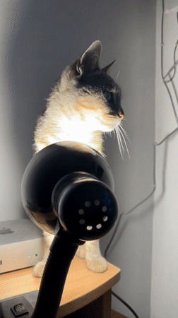 Cat photographed behind lamp in Colonia Caroya, Argentina