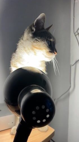 Cat photographed behind lamp in Colonia Caroya, Argentina