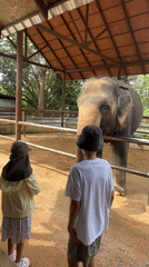 Kids meet elephants up close at a Ko Samui sanctuary