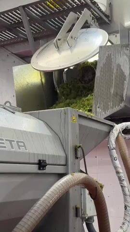 A close-up shot shows grapes being processed in a winery. A large, stainless steel machine with the word "VENETA" on its side is visible. A lid is open at the top, revealing a pile of green grapes. Below the lid, the machine has a chute through which grapes are being poured. A thick, ribbed hose is connected to the side of the machine and extends downwards. Below the hose, a grate is positioned over a tray, and a liquid, presumably grape juice or must, is dripping onto the grate, with some solid grape material also present. The environment appears to be industrial, likely a winery processing facility. The lighting is bright, highlighting the machinery and the grapes. There are no people visible in the frame.