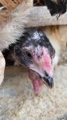 The video shows a close-up view of several chickens in what appears to be a coop. The chickens have white, brown, and black feathers. Some of the chickens are pecking at food on the ground, which looks like grain or feed. The coop appears to be made of wood. One chicken's head is prominently featured in the foreground, with its pinkish-red comb and wattle visible. The overall lighting suggests an outdoor or semi-enclosed space.