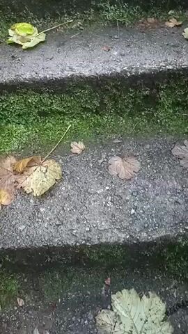 The video shows a close-up view of a set of outdoor stairs made of concrete. The stairs are covered in moss and a few fallen leaves. The camera is positioned at the bottom of the stairs and slowly pans upwards, revealing more of the staircase. The lighting suggests it is daytime, possibly overcast or shady due to the greenery. At the very bottom of the frame, a person wearing dark clothing is partially visible, appearing to be standing or walking on the lowest step. No other people or animals are clearly visible. The environment appears to be natural and possibly damp.