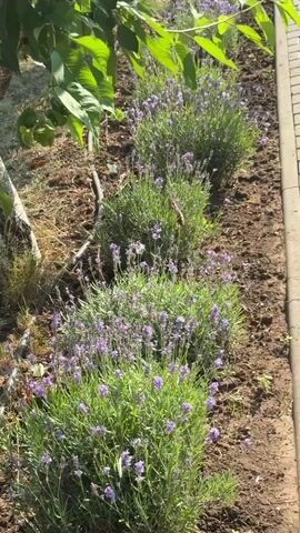 A row of blooming lavender plants is shown in the foreground, with green leaves and purple flowers. A thin black irrigation hose runs along the base of the plants. In the background, a tree with green leaves and some unripe green fruit is visible on the left side of the frame. The ground is covered with soil and dry grass. A few butterflies are seen fluttering around the lavender flowers. The scene appears to be outdoors in a garden or field.