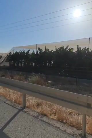 The video is shot from a moving vehicle, looking towards a field of trees covered by a large white net. The net is supported by poles and stretches across the entire width of the field visible in the frame. The trees appear to be fruit-bearing, possibly banana trees, given their large leaves and the dense arrangement. The field is bordered by a highway with a metal guardrail in the foreground. Dry, yellowed grass and some bushes are visible on the side of the road and within the field. The sky is clear and blue, with the sun shining brightly, creating lens flares in the footage. Overhead, power lines are visible. There are no people or animals clearly visible in the frame. The overall environment appears to be dry and possibly arid, suggesting a hot climate.