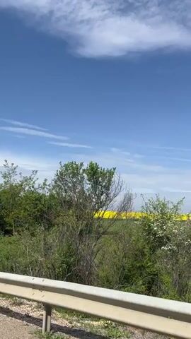 The video shows a rural landscape on a sunny day. A vibrant yellow field stretches towards the horizon under a blue sky with scattered clouds. The view is partially obscured by green trees and bushes in the foreground, positioned along a roadside with a guardrail. There is a vapor trail of a plane in the sky. The camera appears to be moving, likely from a vehicle traveling along the road.