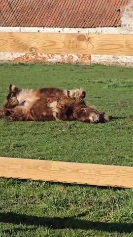 A brown and white pony is rolling around on a green grass lawn on a sunny day. The pony is lying on its back and kicking its legs in the air, then rolling over onto its side, before going back on its back again. There is a wooden fence on the lawn, and behind that is a building with a red tile roof.