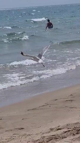 A video clip shows a beach scene. The ocean is choppy with white-capped waves rolling toward a sandy shore. A seagull flies over the water in the foreground. In the mid-ground, several people are in the water, some appearing to be swimming. A boat is visible in the distance on the horizon. The sky is overcast.