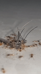 Early morning insect activity documented in Nha Trang, Vietnam
