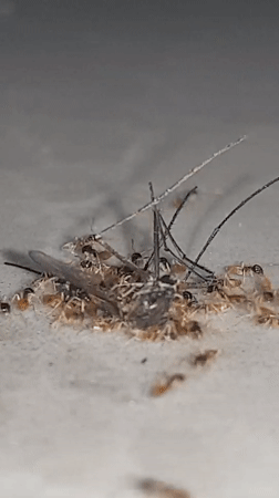 Early morning insect activity documented in Nha Trang, Vietnam