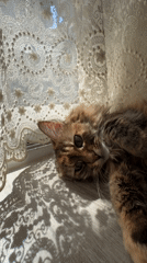 Multi-colored cat rests on wooden floor in Bar, Montenegro