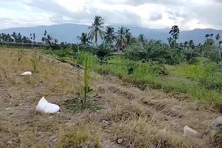 The video begins by showing a wide shot of a rural landscape. The foreground consists of dry grass and a narrow irrigation ditch running along a dirt path. Beyond this, there are lush green fields with various types of vegetation, including palm trees and tall grasses. In the background, a range of mountains can be seen under a cloudy sky. The camera pans slowly to the right, moving closer to the palm trees. The lighting suggests it is daytime, possibly overcast. No people or animals are visible in the frame. The video appears to be an unedited recording of a scenic outdoor environment.