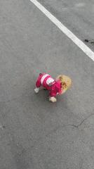Pomeranian in Hello Kitty outfit spotted during morning walk