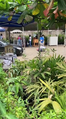 The video depicts an outdoor marketplace with several vendor tents set up on a bricked patio. People can be seen browsing and interacting with vendors. The foreground is filled with lush greenery, partially obscuring the view of the market. A man in a blue shirt briefly bends down near the plants, then stands up. The scene is partially shaded by trees, giving a dappled lighting effect.