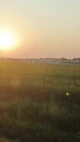 The video shows a wide shot of a vast sunflower field under a bright, hazy sun. The sun is positioned in the upper left of the frame, emitting a warm, golden glow that bathes the entire scene in soft light. In the distance, a line of low-rise buildings and some tall, slender structures, possibly industrial chimneys or towers, are visible against the horizon. The field itself is densely packed with sunflowers, their heads mostly facing away from the camera, creating a textured carpet of green and brown. A faint lens flare, a small green orb, is visible in the middle right of the frame, indicating the direction of the sun. The foreground consists of a strip of darker green grass and some brown earth, suggesting the camera is positioned at the edge of the field. The overall impression is one of a serene rural landscape during either sunrise or sunset, characterized by its natural beauty and a sense of calm.