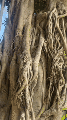 Large gnarled tree with aerial roots observed in Netanya