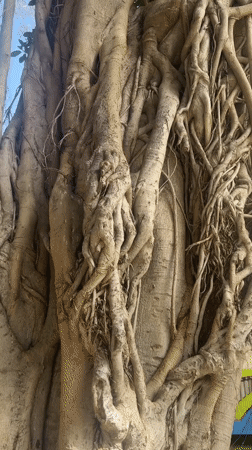 Large gnarled tree with aerial roots observed in Netanya