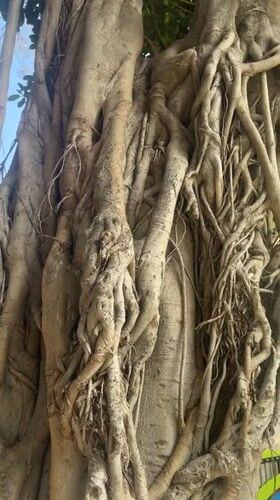 Large gnarled tree with aerial roots observed in Netanya