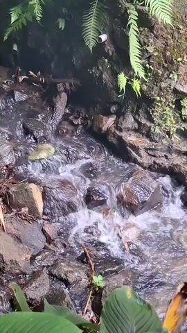 A close-up shot captures a small stream flowing over rocks. The water is clear and appears to be moving quickly. Lush green ferns and moss grow on the rocky embankment surrounding the stream. The lighting is natural, suggesting an outdoor setting, possibly a forest or garden. The camera focuses on the movement of the water and the textures of the rocks and foliage.