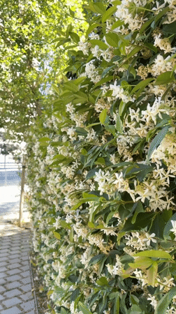 Spring afternoon scenes captured across L'Hospitalet de Llobregat