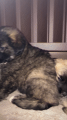 Puppies spotted huddled together outdoors in Markovo, Bulgaria