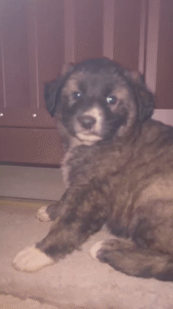 Puppies spotted huddled together outdoors in Markovo, Bulgaria