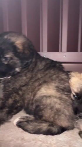Puppies spotted huddled together outdoors in Markovo, Bulgaria
