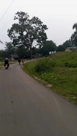 A video shows two cows walking on the side of a road. A motorcycle is seen in the foreground, also on the road. The video appears to be filmed from the perspective of someone riding the motorcycle. The environment is rural, with trees and grass visible. The sky is overcast. The cows are moving away from the motorcycle. The video is shaky, suggesting movement. The lighting is dim, indicating it may be early morning or late afternoon.