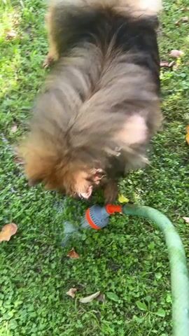 A fluffy, dark-and-tan dog is shaking water from its fur while standing on a grassy lawn. A green garden hose with a gray and orange nozzle is spraying water near the dog's front paws. The dog appears to be playing with the water stream. Fallen leaves are scattered on the grass. The footage is from a low angle, looking up at the dog.