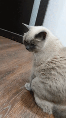 Siamese cat relaxing at home in Krasnoyarsk