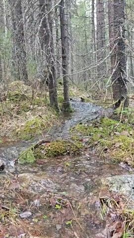 A small stream flows through a wooded area. The water is clear and shallow, running over rocks and debris. Moss covers the banks of the stream. Bare trees surround the water, with some fallen branches and leaves scattered around. In the distance, an individual in dark clothing and sneakers walks away on a path.