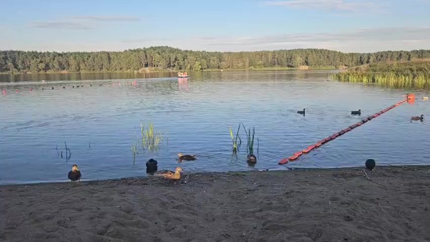 A video shows a calm lake with a sandy shore in the foreground. Several ducks are visible on the shore and in the shallow water. Reeds grow in the water near the shore. A safety boom made of orange buoys stretches across the lake. In the distance, a forested hill rises behind the lake, and a small boat with people in it is visible on the water. The sky is clear with a few wispy clouds. The sun appears to be low in the sky, casting a warm light on the scene.