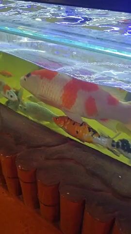 A low-angle shot shows several Koi fish swimming in a long, shallow aquarium. The water appears slightly green-tinted, and the aquarium has a glass top. The visible side of the aquarium is decorated with a brown, stonelike facade. The fish are various colors, including orange, white, and black. A child's voice can be heard, seeming to exclaim with excitement. The overall impression is that of a decorative aquarium, likely in a restaurant or similar setting.