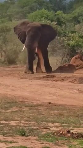 The video shows an elephant standing in a dirt area, facing the camera. There is some green grass in the foreground and green trees and vegetation in the background. The elephant moves its trunk slightly and appears to be watching something off-camera. The ground is dusty and dry.