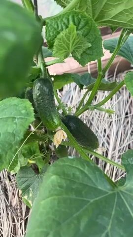The video presents a close-up shot of a thriving cucumber plant, likely situated in a garden or greenhouse in Shud'ya, Russia. The main subjects are the plant itself, characterized by its large, textured green leaves and robust vines. Several small, immature cucumbers are prominently featured, still attached to the vine. Some of these cucumbers retain their delicate, pale yellow flowers at the blossom end, indicating recent development. A thin wire or string is visible, wrapped around a stem, suggesting the plant is being trained or supported. In the background, a layer of dried straw or similar organic material is spread on the ground, likely serving as mulch. The lighting is bright and natural, indicating daytime. No people or visible text are present in the video.