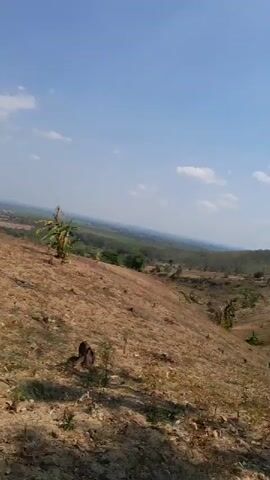 The video pans across a dry, brown, hilly landscape under a clear blue sky with scattered white clouds. In the foreground, the ground is covered in dry grass and sparse vegetation, with some tree stumps visible. A small banana tree stands near the crest of a hill. In the middle ground and background, the landscape flattens out into a vast expanse of green foliage, likely a forest or plantation, with some signs of human settlement visible in the distance. The overall impression is of a rural, possibly arid, environment on a bright, sunny day.