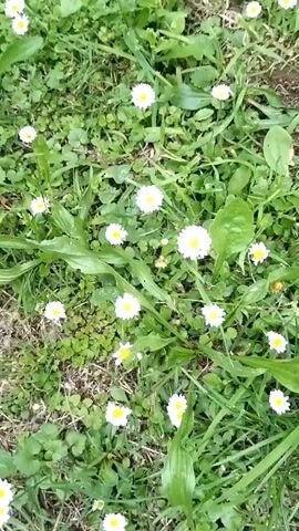 The video shows a ground-level view of a patch of grass with numerous small white daisies and green leaves. The camera moves slightly, offering a dynamic perspective of the flora. There are no people or other discernible objects visible. The lighting suggests it is daytime, possibly overcast or in the shade, as there are no harsh shadows. The overall impression is of a natural, outdoor setting.