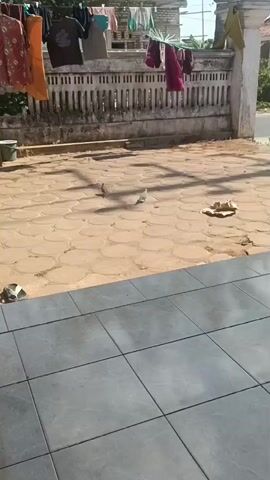 A pigeon is walking on a tiled surface in an outdoor area. In the background, clothes are hanging on a clothesline. A fence runs behind the clothesline. A building is visible behind the fence.