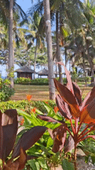 Morning motorcycle rides and tropical resort scenes in Vietnam