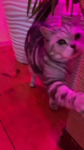 A grey tabby cat is shown scratching a sisal-covered scratching post. The cat is standing on a wooden floor, and there is a potted plant with green leaves in a white planter behind it. The scene is illuminated by pink light.