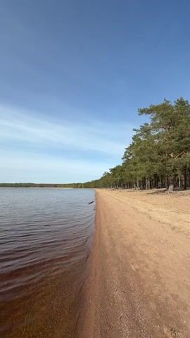 The video shows a still shot of a sandy beach and lake on a sunny day. The water is calm with a reddish-brown tint and gentle ripples. A thin stretch of sandy beach is visible, bordered by a line of tall, green pine trees. The sky above is blue with a few wispy white clouds. The scene appears tranquil and natural.