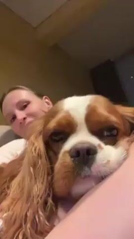 A woman is lying down, holding a Cavalier King Charles Spaniel close to her chest. She is wearing a white shirt and has light skin. Her hair is pulled back from her face. The dog, primarily brown and white, looks at the camera with a slightly sleepy expression. The woman starts petting the dog's head, and the dog lifts its head to enjoy the pets. The background suggests an indoor setting with a wall and possibly a window. The lighting is soft.