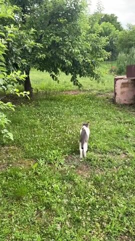 A black and white cat trots through a grassy yard. The cat is mostly in the center of the frame. It is a cloudy day. There are trees and bushes in the background.