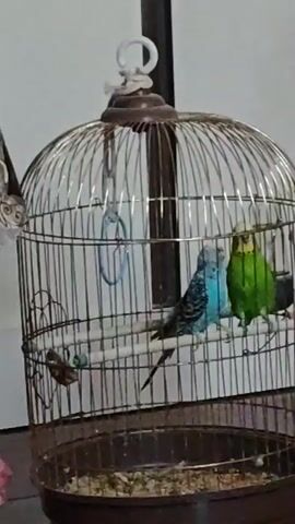 Two budgies are perched inside a cage. One budgie is blue and the other is green and yellow. They appear to be interacting closely, possibly grooming each other or nuzzling. The cage is made of metal bars and has a brown base filled with birdseed. There are perches inside the cage for the birds to stand on. In the background, a white wall is visible. The lighting suggests an indoor setting.